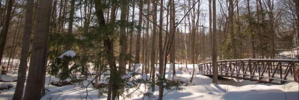 A winter woodland landscape with a bridge over a creek to the right.