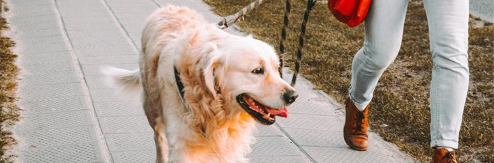 A person walking a dog on a leash on a sidewalk